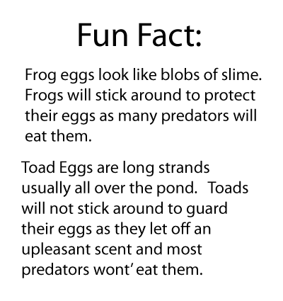 Tadpole egg facts 