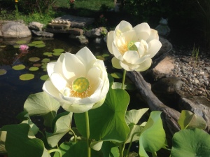 The "Lotus" Flower